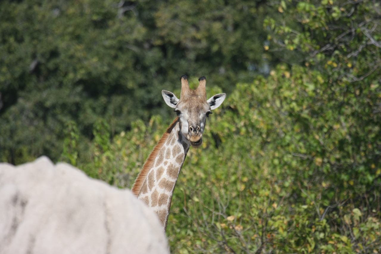 [24045] 2016_06_30_05_33_39_Africa_Canon_EOS_40D_IMG__11561.jpg