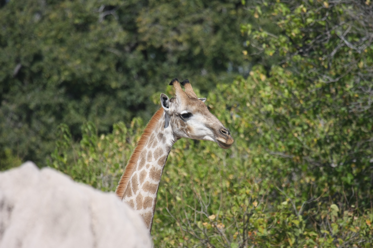 [24049] 2016_06_30_05_33_46_Africa_Canon_EOS_40D_IMG__04115.jpg