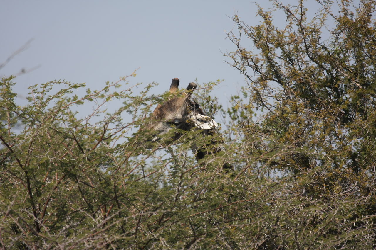 [24063] 2016_06_30_05_33_55_Africa_Canon_EOS_40D_IMG__11568.jpg