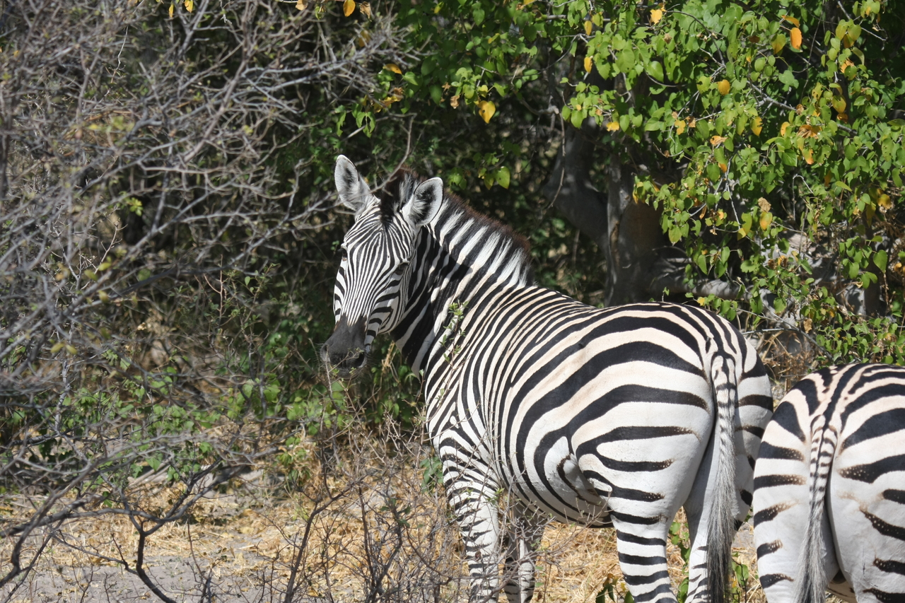 [24091] 2016_06_30_05_44_01_Africa_Canon_EOS_40D_IMG__00406.jpg
