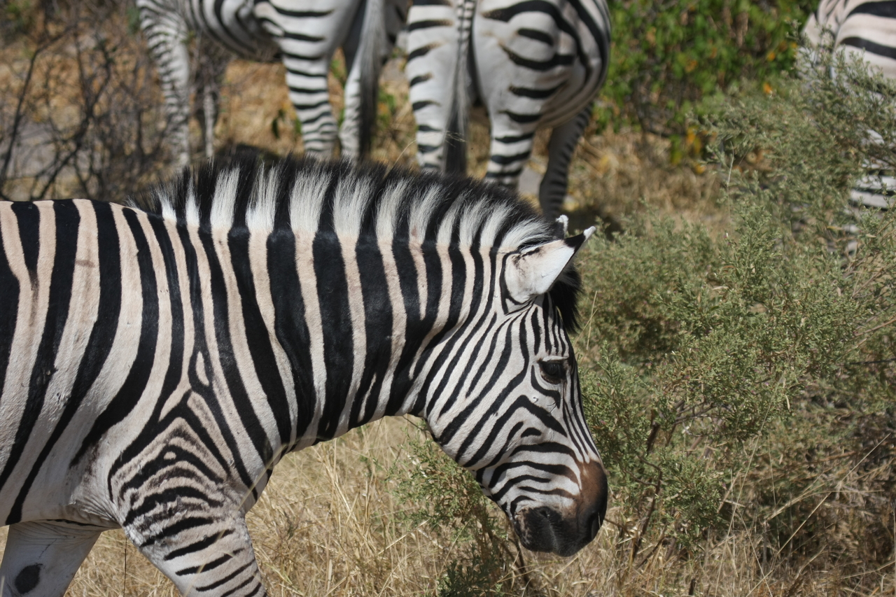 [24105] 2016_06_30_05_44_07_Africa_Canon_EOS_40D_IMG__04137.jpg