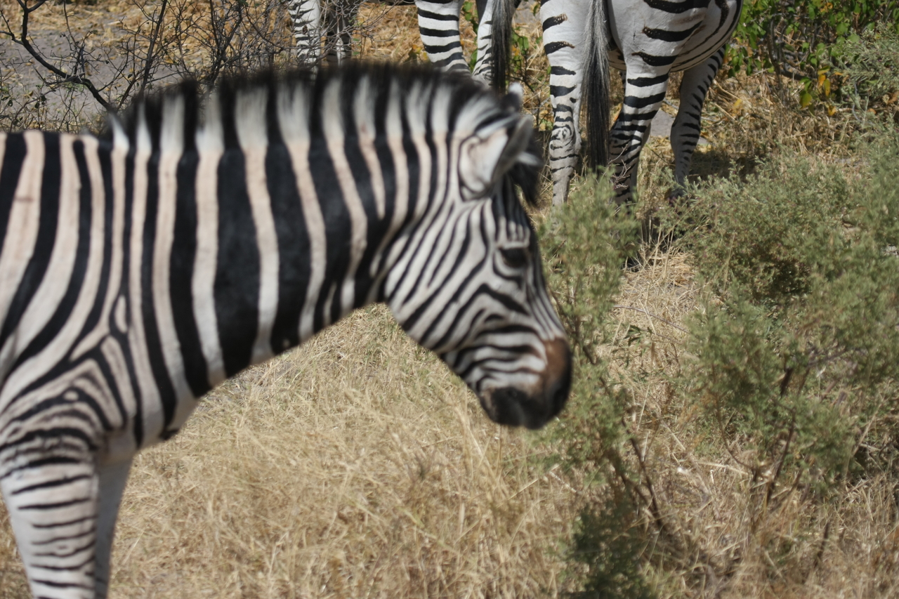 [24107] 2016_06_30_05_44_07_Africa_Canon_EOS_40D_IMG__11583.jpg