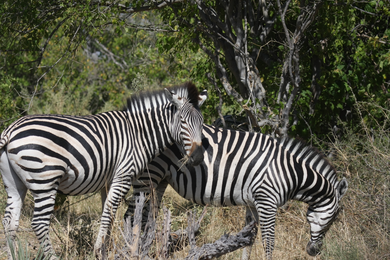 [24119] 2016_06_30_05_44_45_Africa_Canon_EOS_40D_IMG__04142.jpg