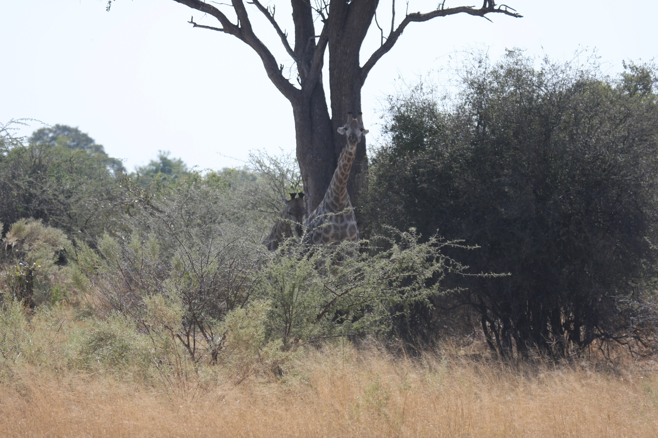 [24130] 2016_06_30_05_45_45_Africa_Canon_EOS_40D_IMG__00420.jpg