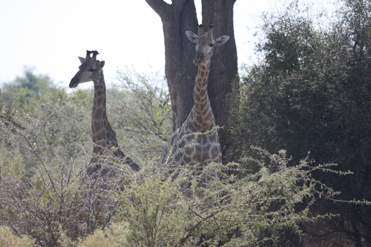 [24140] 2016_06_30_05_46_05_Africa_Canon_EOS_40D_IMG__04149.jpg