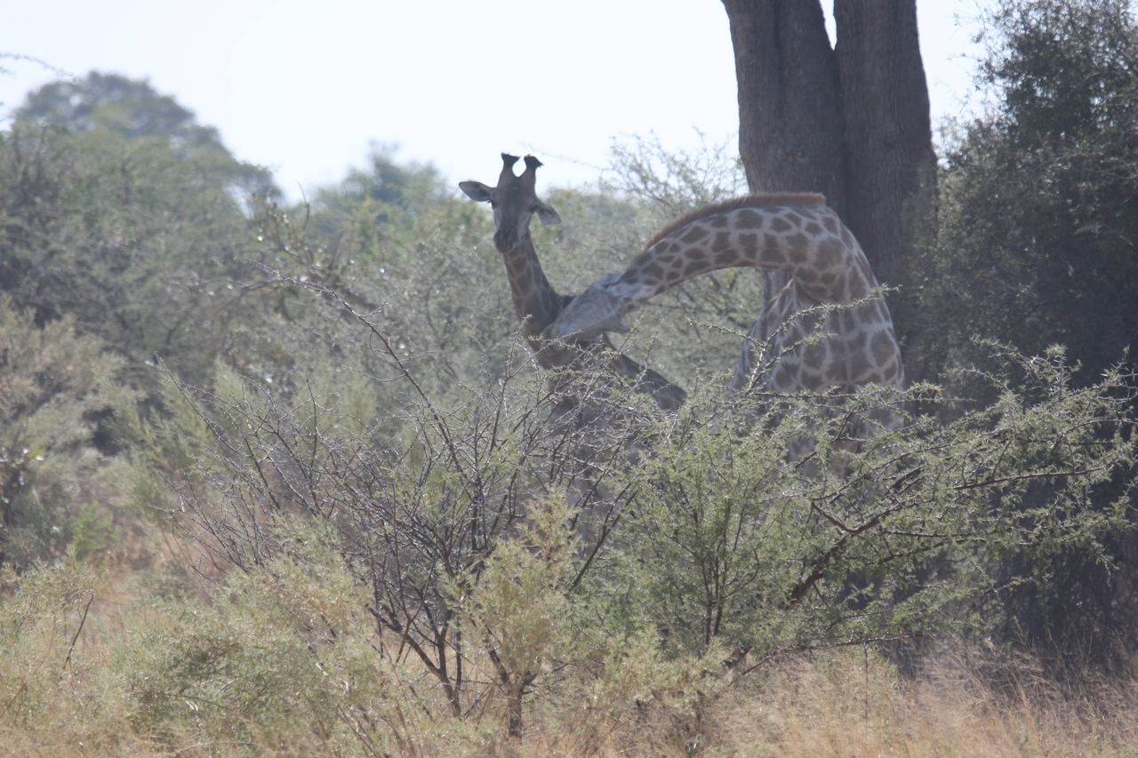 [24145] 2016_06_30_05_46_26_Africa_Canon_EOS_40D_IMG__00426.jpg