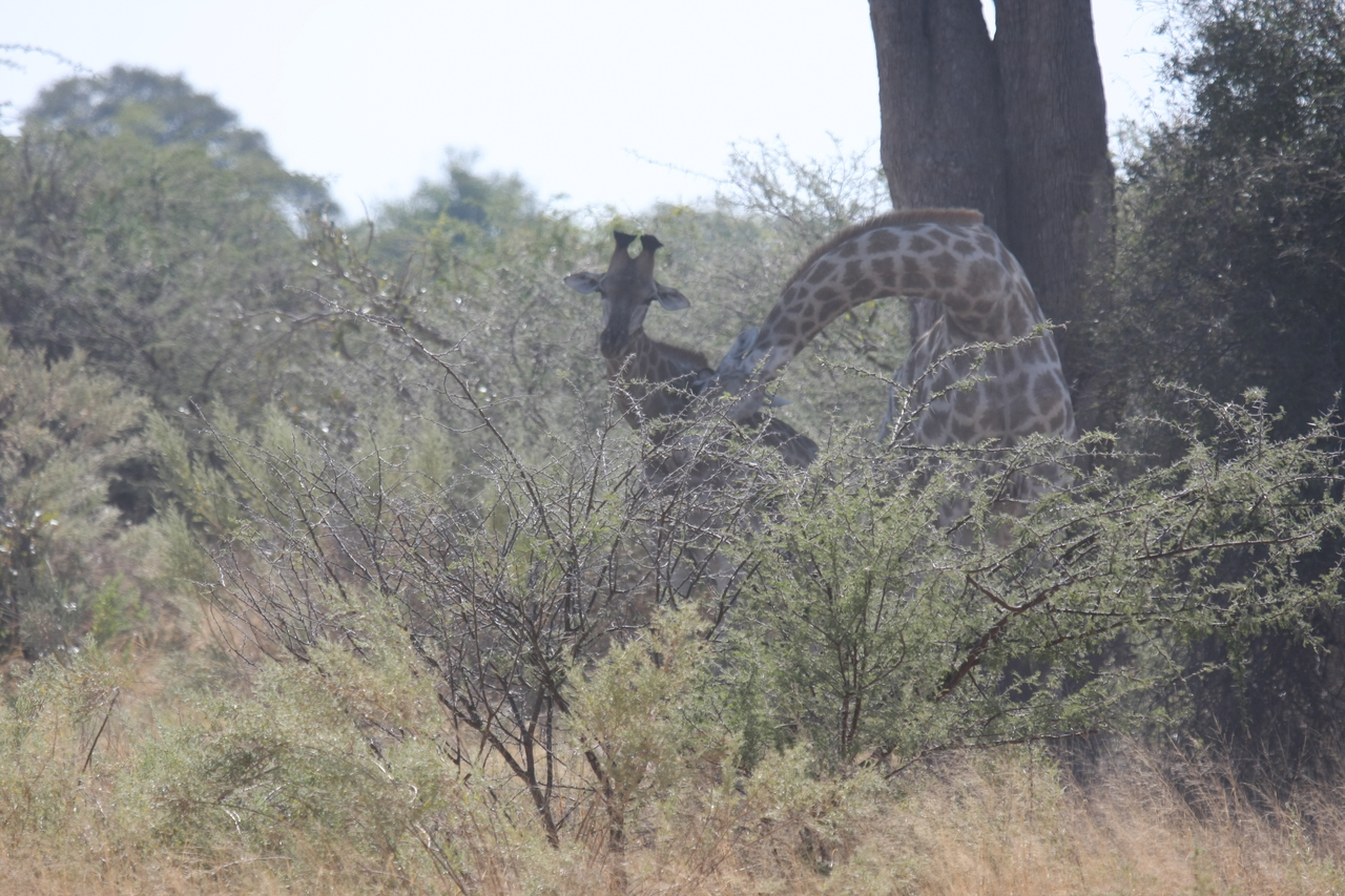 [24146] 2016_06_30_05_46_26_Africa_Canon_EOS_40D_IMG__00427.jpg