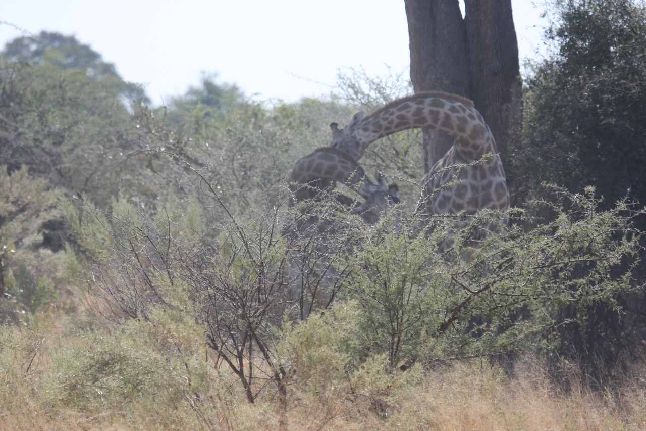 [24160] 2016_06_30_05_46_27_Africa_Canon_EOS_40D_IMG__11602.jpg