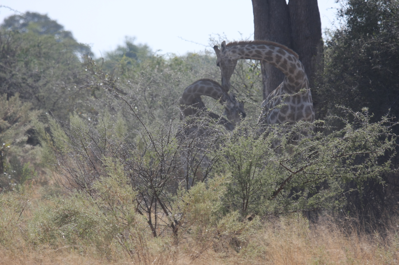 [24161] 2016_06_30_05_46_27_Africa_Canon_EOS_40D_IMG__11603.jpg