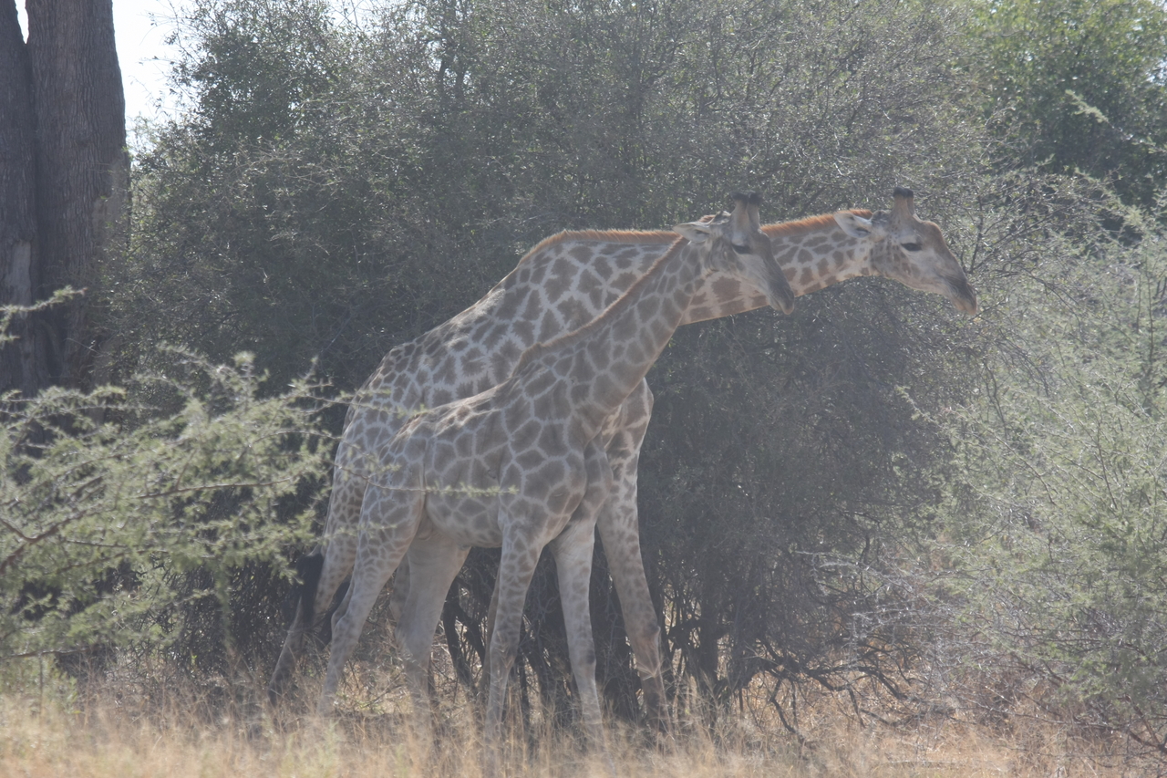 [24168] 2016_06_30_05_46_37_Africa_Canon_EOS_40D_IMG__04160.jpg