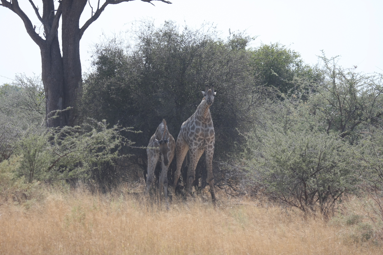 [24180] 2016_06_30_05_46_44_Africa_Canon_EOS_40D_IMG__11611.jpg