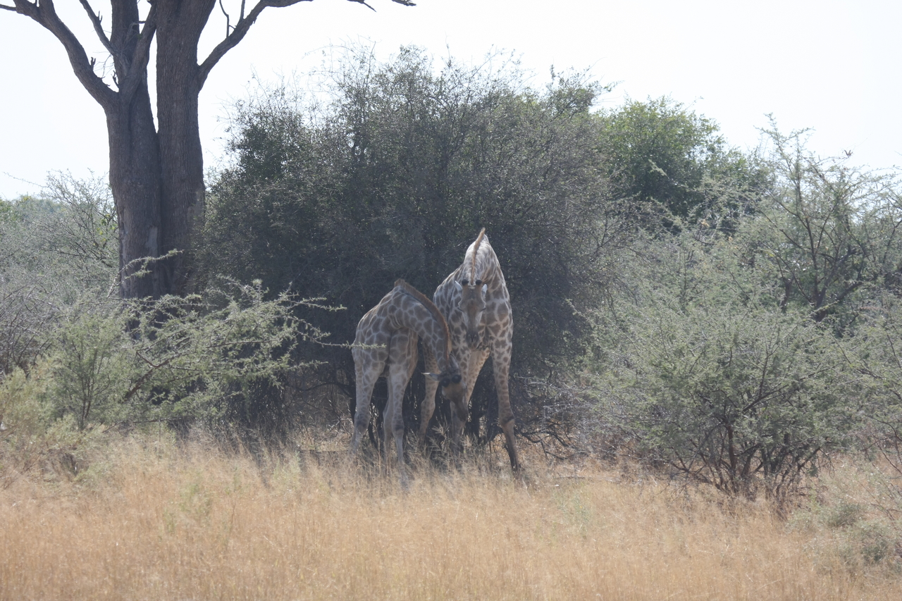 [24183] 2016_06_30_05_46_46_Africa_Canon_EOS_40D_IMG__00441.jpg
