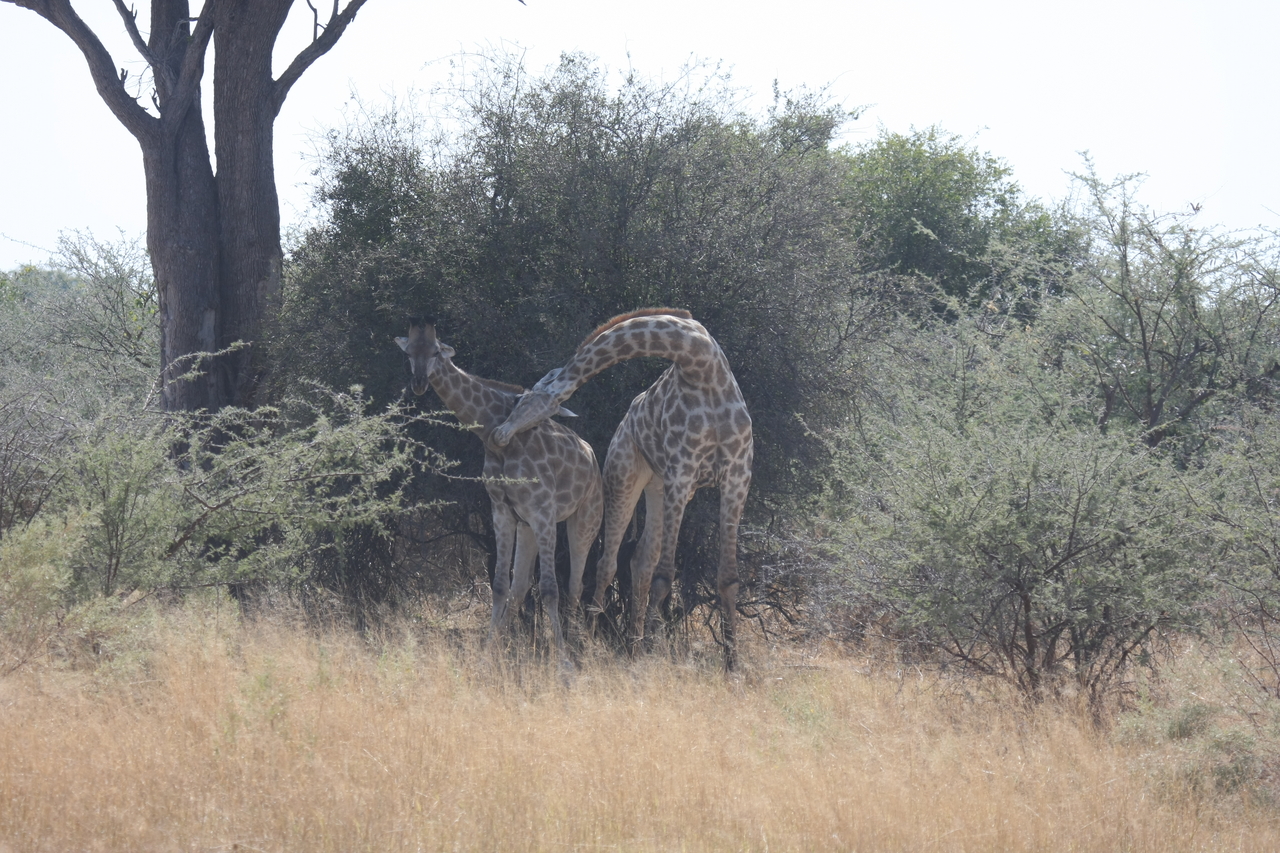 [24190] 2016_06_30_05_46_50_Africa_Canon_EOS_40D_IMG__00442.jpg
