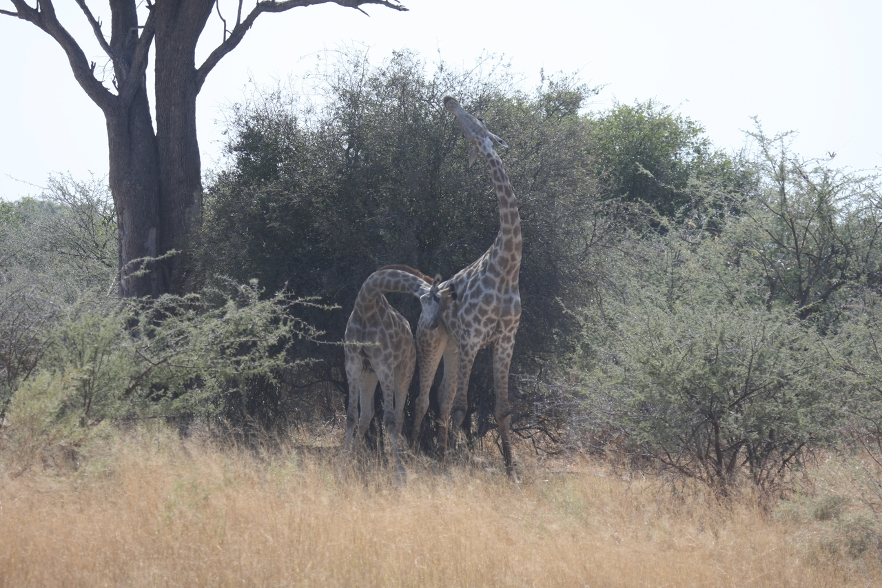 [24206] 2016_06_30_05_46_51_Africa_Canon_EOS_40D_IMG__11621.jpg
