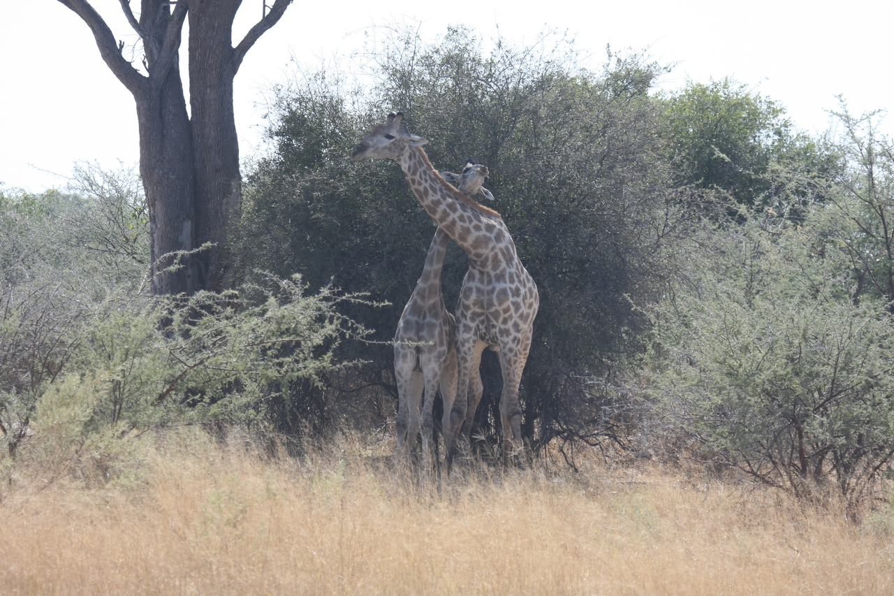 [24214] 2016_06_30_05_47_00_Africa_Canon_EOS_40D_IMG__11623.jpg
