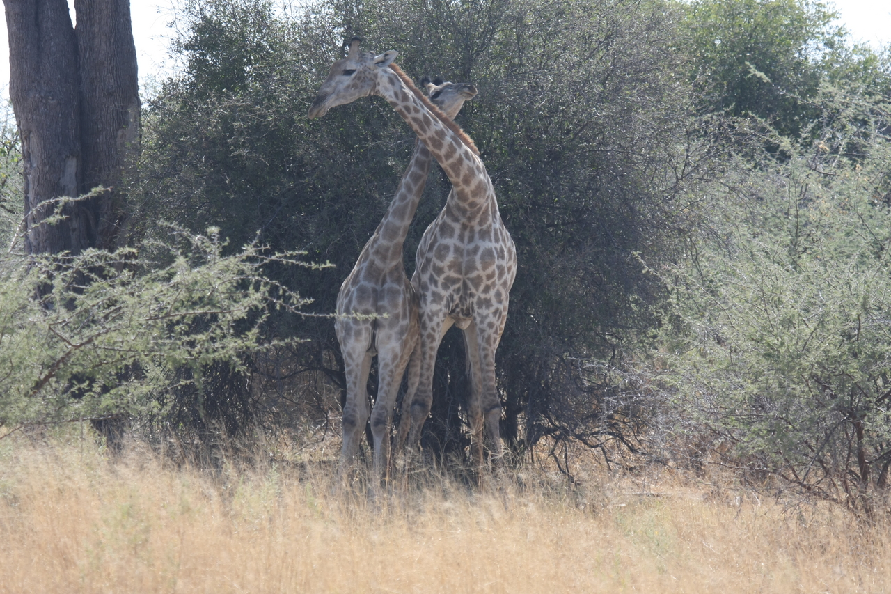 [24226] 2016_06_30_05_47_08_Africa_Canon_EOS_40D_IMG__11627.jpg