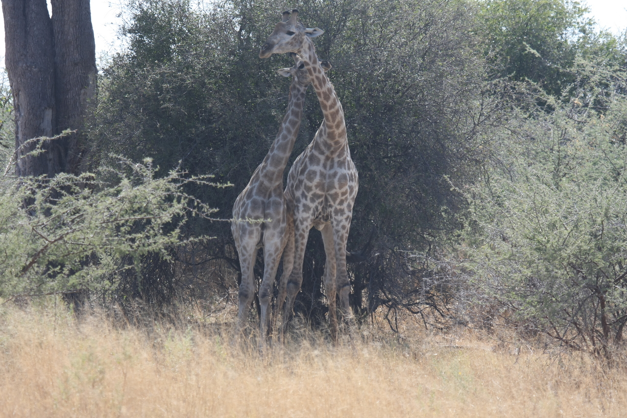 [24227] 2016_06_30_05_47_08_Africa_Canon_EOS_40D_IMG__11628.jpg
