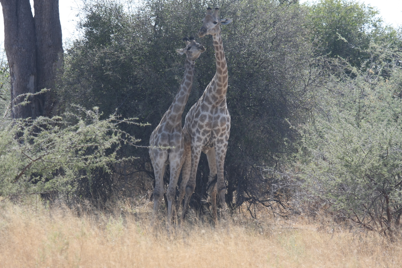 [24228] 2016_06_30_05_47_08_Africa_Canon_EOS_40D_IMG__11629.jpg