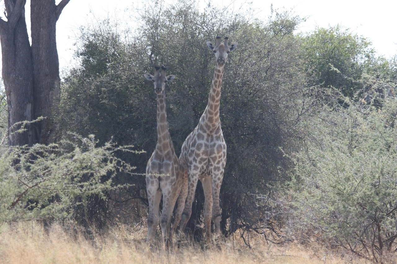 [24239] 2016_06_30_05_47_13_Africa_Canon_EOS_40D_IMG__11633.jpg