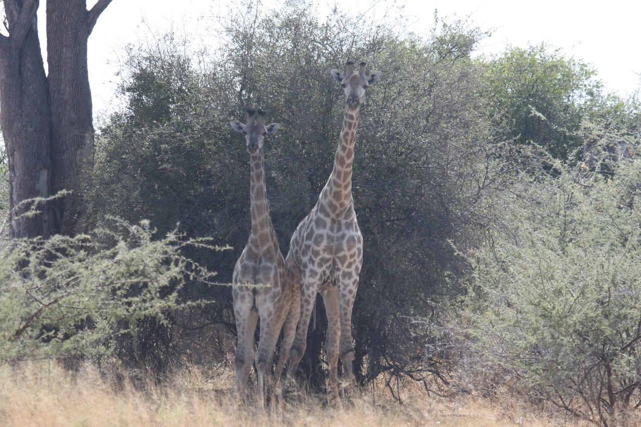 [24240] 2016_06_30_05_47_13_Africa_Canon_EOS_40D_IMG__11634.jpg