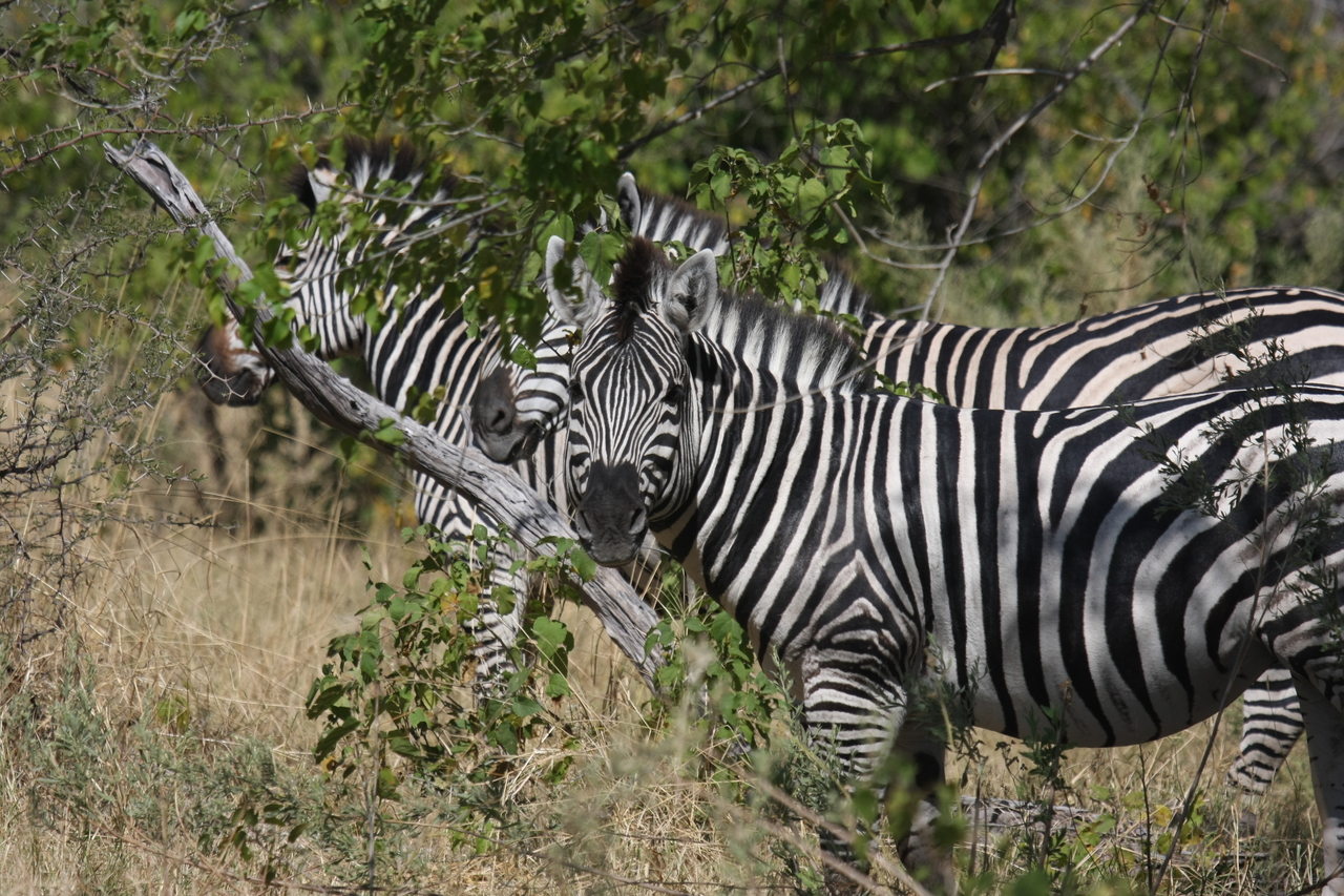 [24242] 2016_06_30_05_47_51_Africa_Canon_EOS_40D_IMG__00463.jpg