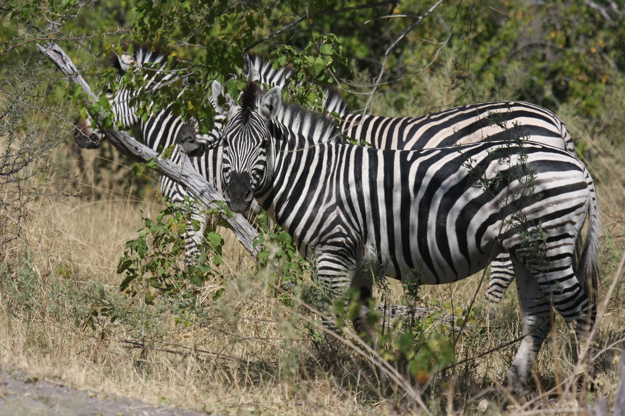 [24260] 2016_06_30_05_47_55_Africa_Canon_EOS_40D_IMG__11640.jpg