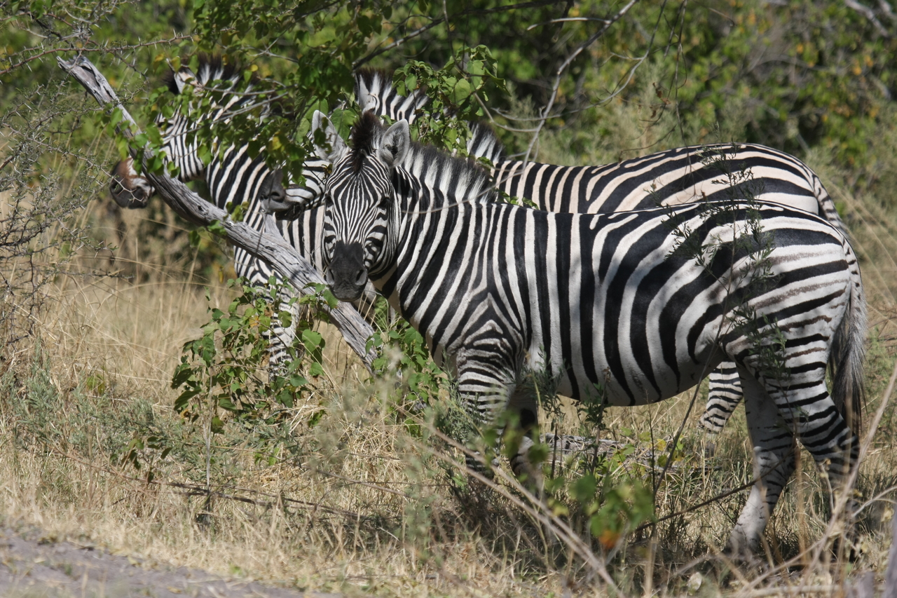 [24263] 2016_06_30_05_47_56_Africa_Canon_EOS_40D_IMG__04196.jpg