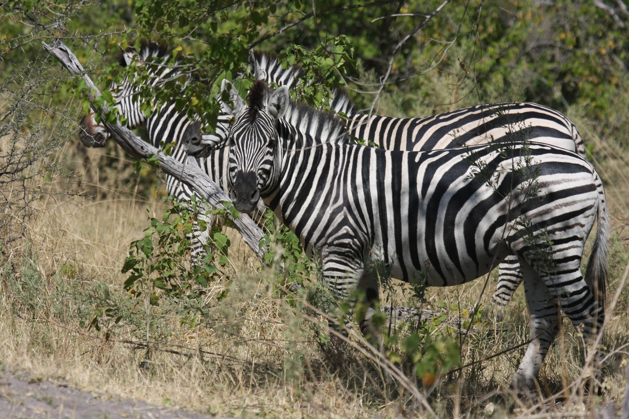 [24265] 2016_06_30_05_47_57_Africa_Canon_EOS_40D_IMG__00471.jpg