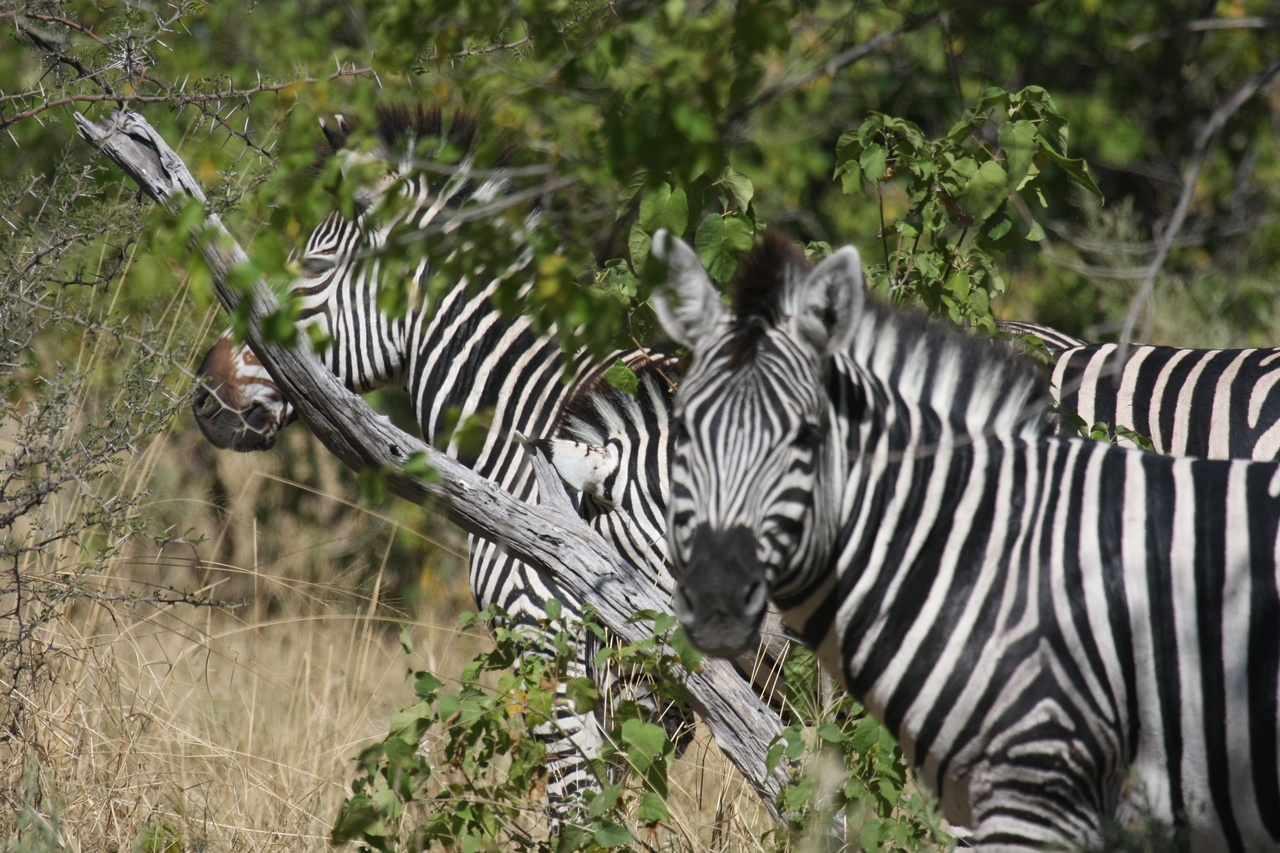 [24272] 2016_06_30_05_48_03_Africa_Canon_EOS_40D_IMG__00474.jpg