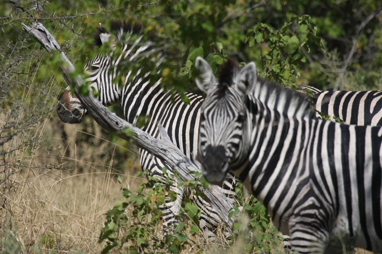 [24279] 2016_06_30_05_48_03_Africa_Canon_EOS_40D_IMG__11648.jpg