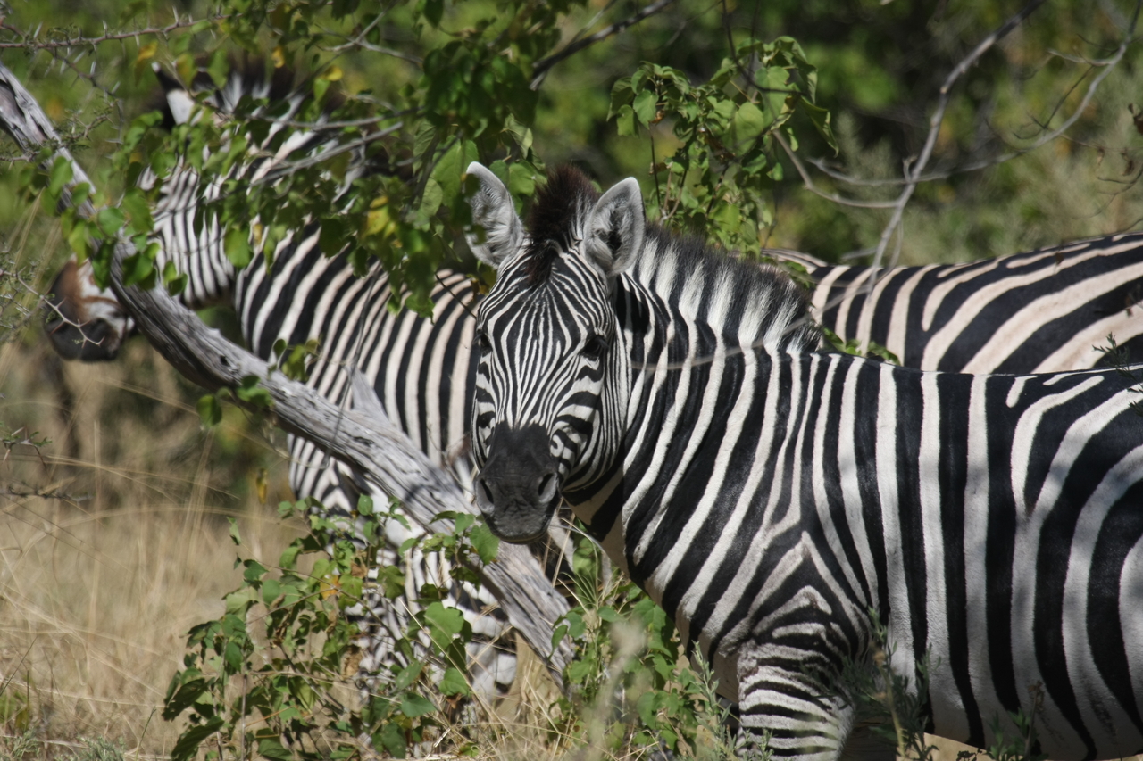 [24290] 2016_06_30_05_48_07_Africa_Canon_EOS_40D_IMG__00481.jpg