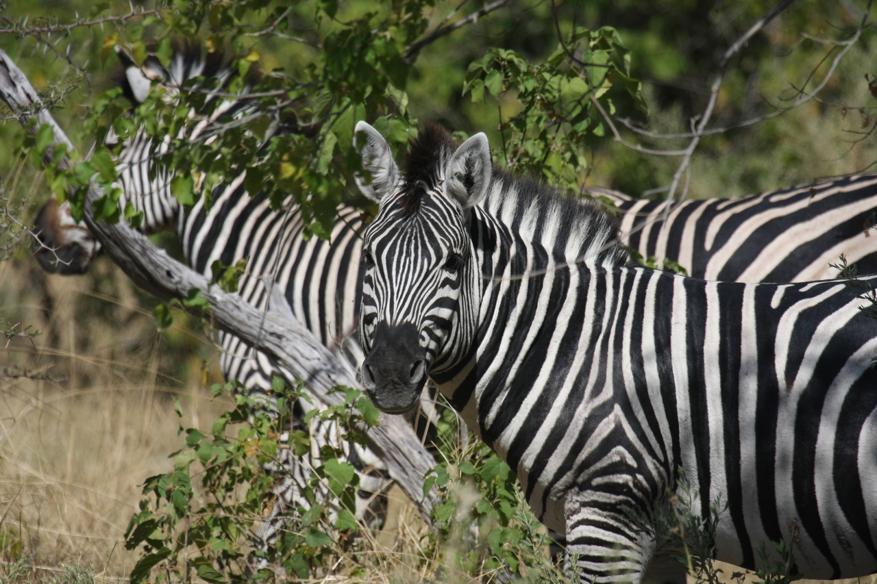 [24295] 2016_06_30_05_48_07_Africa_Canon_EOS_40D_IMG__11652.jpg