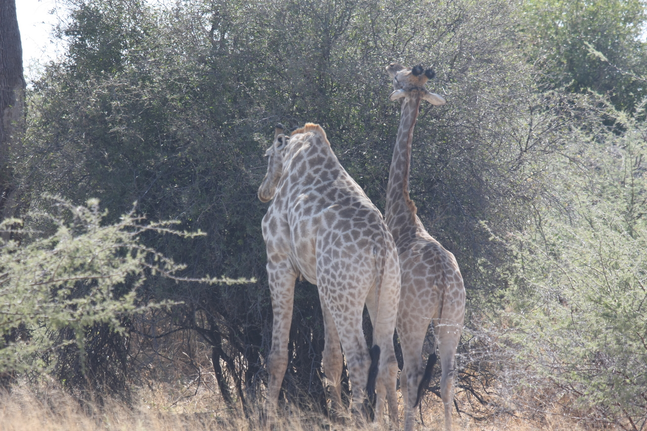 [24311] 2016_06_30_05_48_22_Africa_Canon_EOS_40D_IMG__04213.jpg