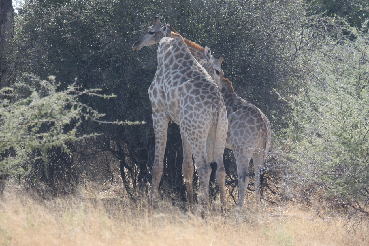 [24325] 2016_06_30_05_48_27_Africa_Canon_EOS_40D_IMG__04219.jpg