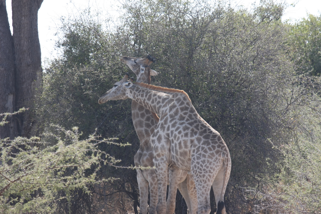[24331] 2016_06_30_05_48_34_Africa_Canon_EOS_40D_IMG__04220.jpg