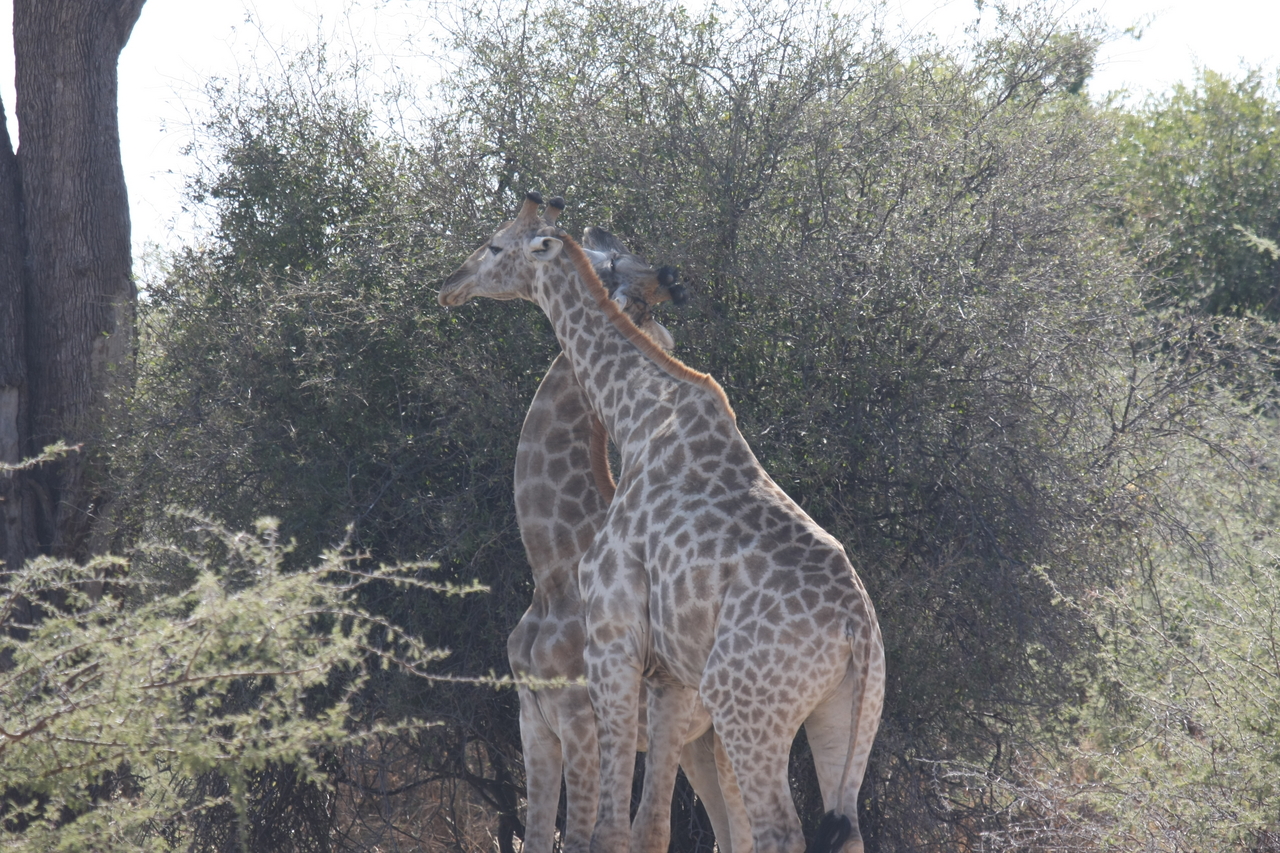 [24337] 2016_06_30_05_48_35_Africa_Canon_EOS_40D_IMG__00497.jpg