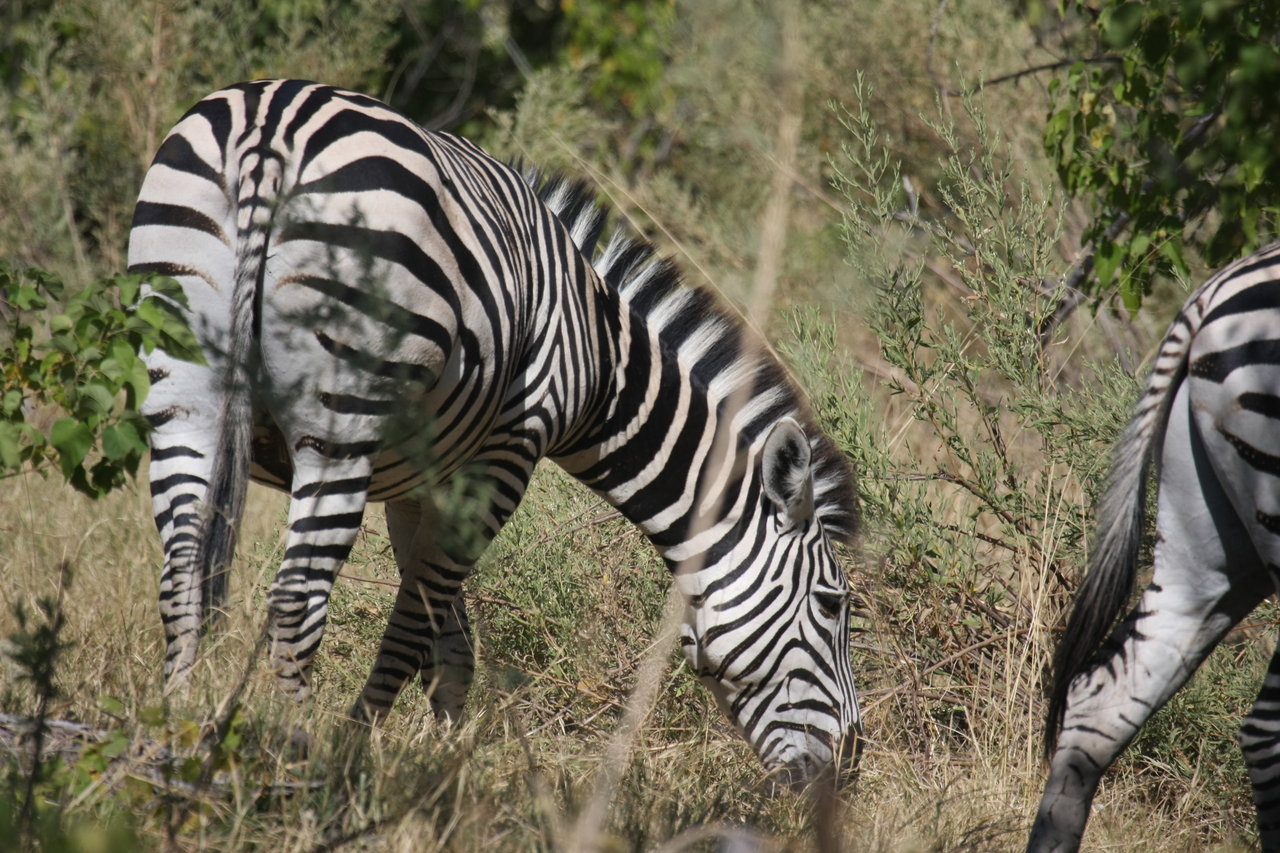 [24348] 2016_06_30_05_48_54_Africa_Canon_EOS_40D_IMG__11673.jpg