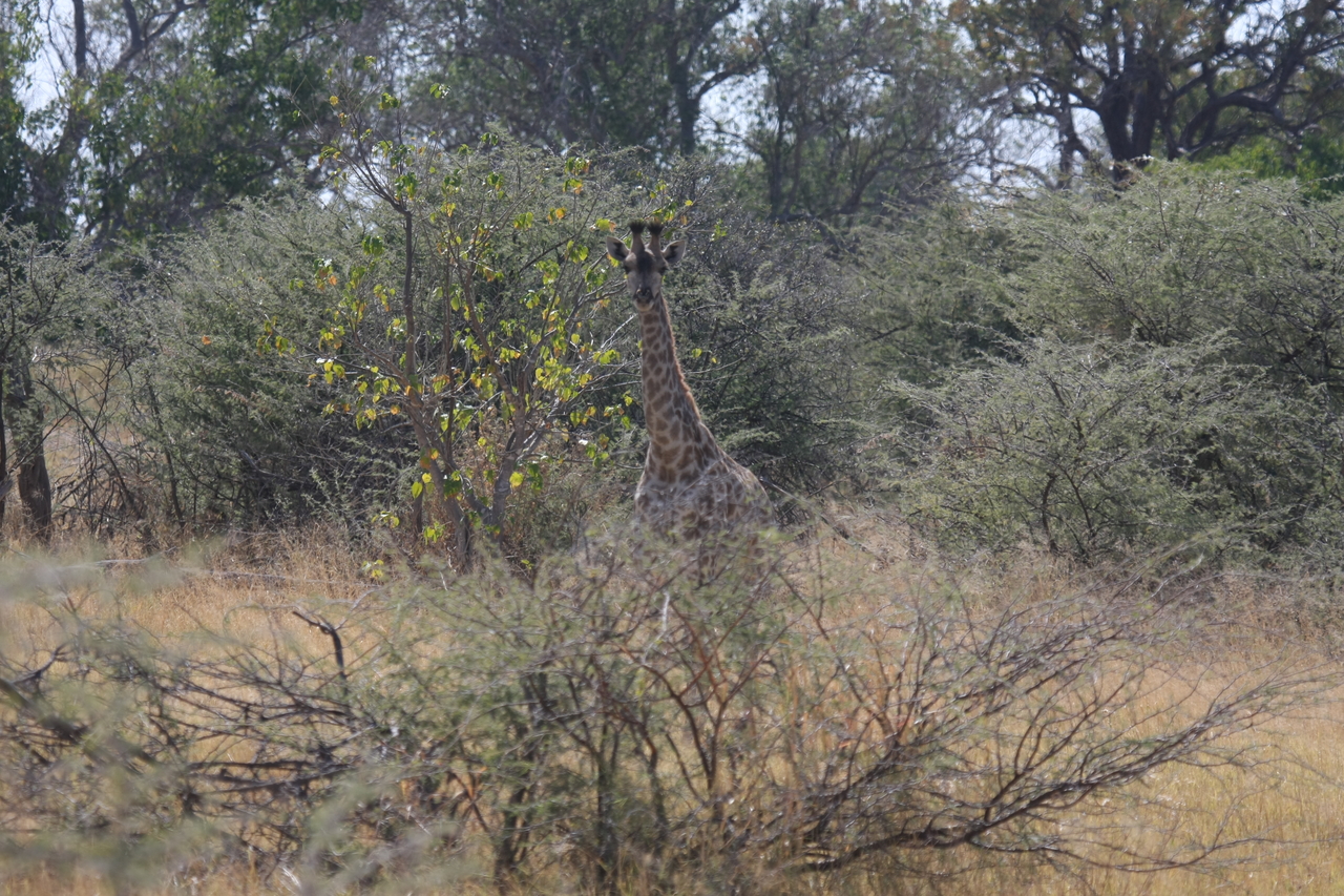 [24355] 2016_06_30_05_50_58_Africa_Canon_EOS_40D_IMG__00504.jpg