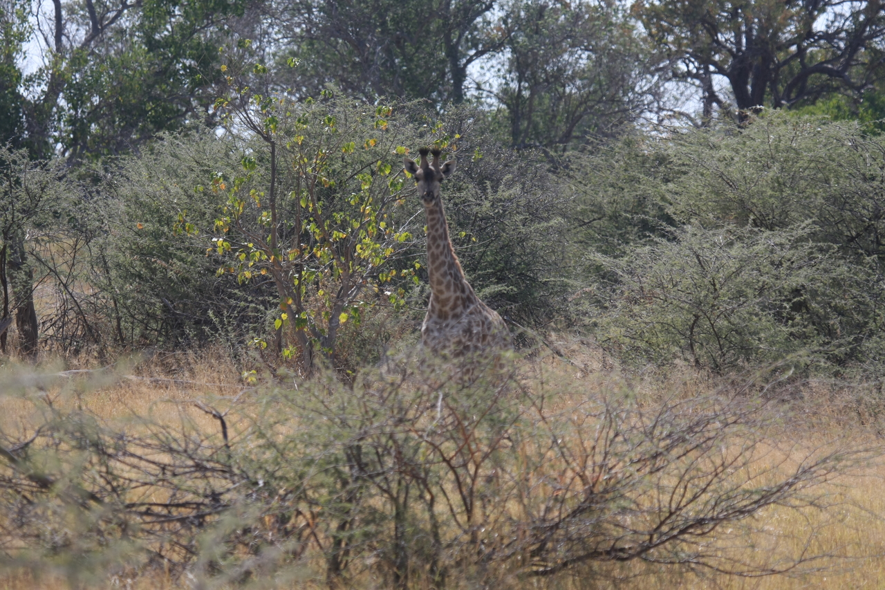 [24363] 2016_06_30_05_50_59_Africa_Canon_EOS_40D_IMG__11679.jpg