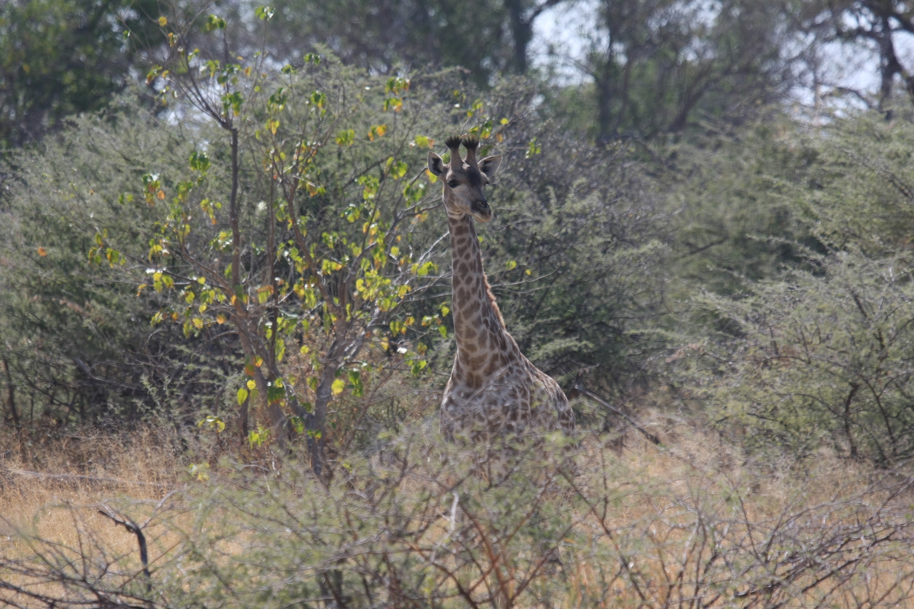 [24365] 2016_06_30_05_51_06_Africa_Canon_EOS_40D_IMG__00508.jpg