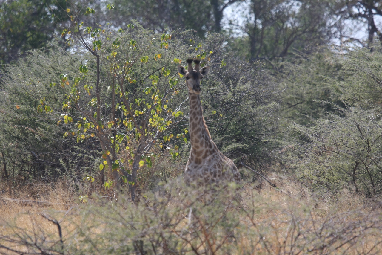 [24366] 2016_06_30_05_51_06_Africa_Canon_EOS_40D_IMG__00509.jpg