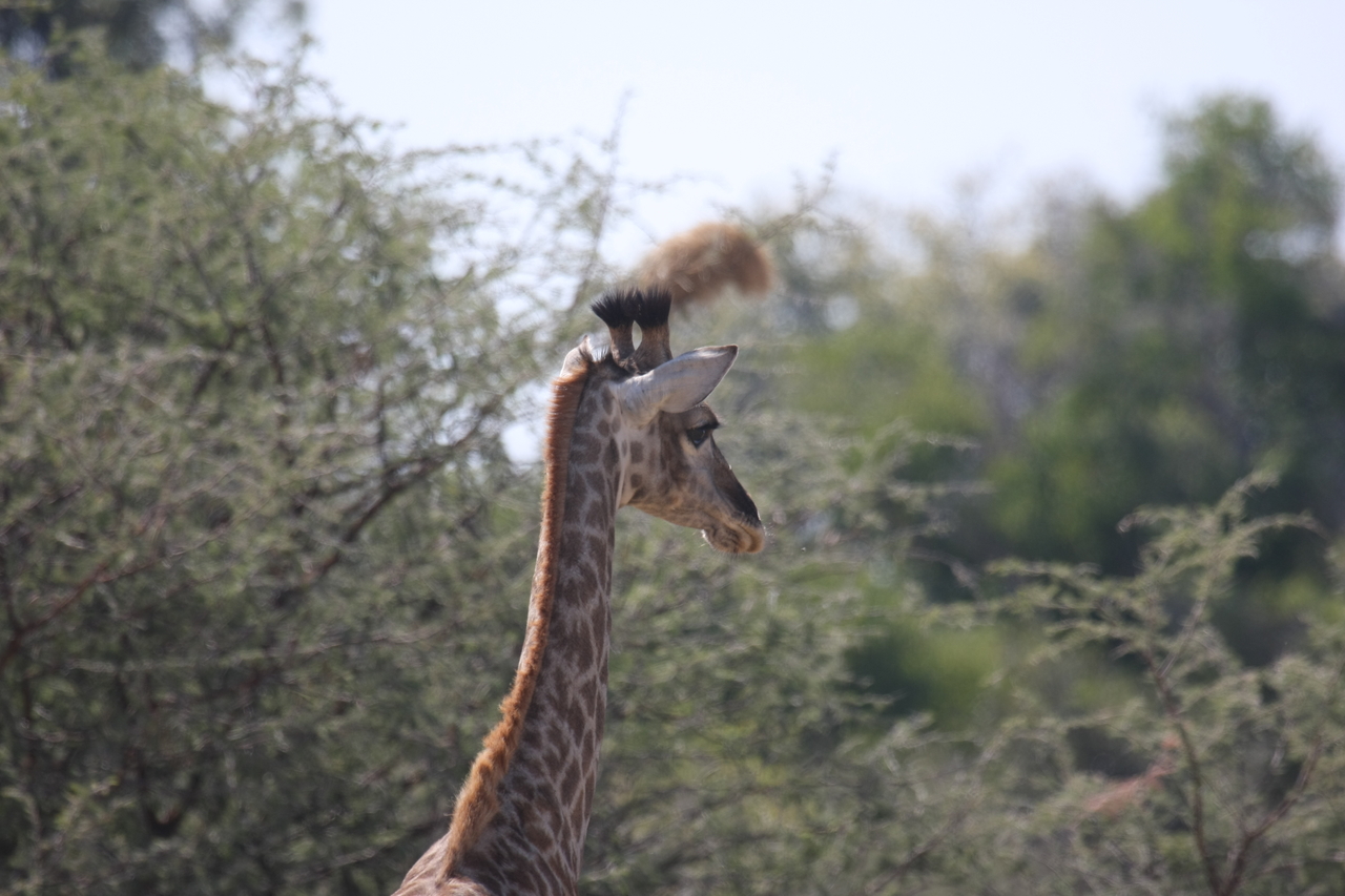 [24380] 2016_06_30_05_52_08_Africa_Canon_EOS_40D_IMG__04238.jpg