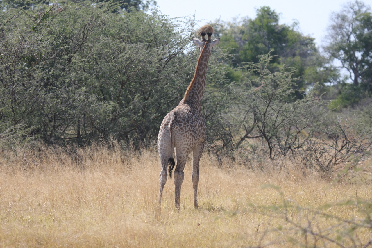 [24405] 2016_06_30_05_52_59_Africa_Canon_EOS_40D_IMG__11694.jpg