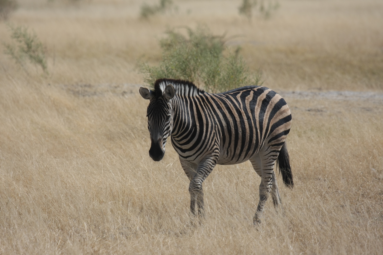 [24437] 2016_06_30_06_05_22_Africa_Canon_EOS_40D_IMG__04259.jpg