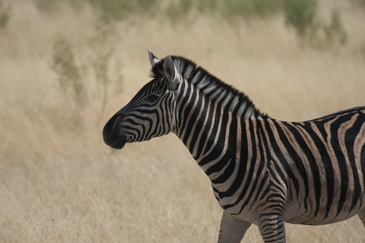 [24448] 2016_06_30_06_05_50_Africa_Canon_EOS_40D_IMG__00538.jpg