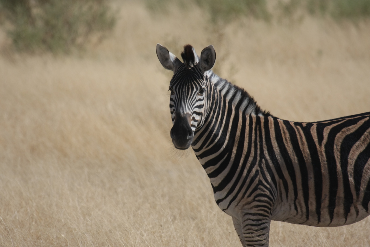 [24459] 2016_06_30_06_05_52_Africa_Canon_EOS_40D_IMG__11714.jpg
