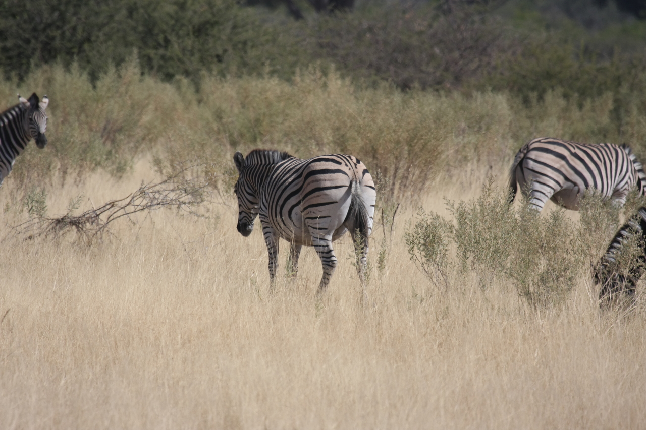[24467] 2016_06_30_06_06_02_Africa_Canon_EOS_40D_IMG__11716.jpg
