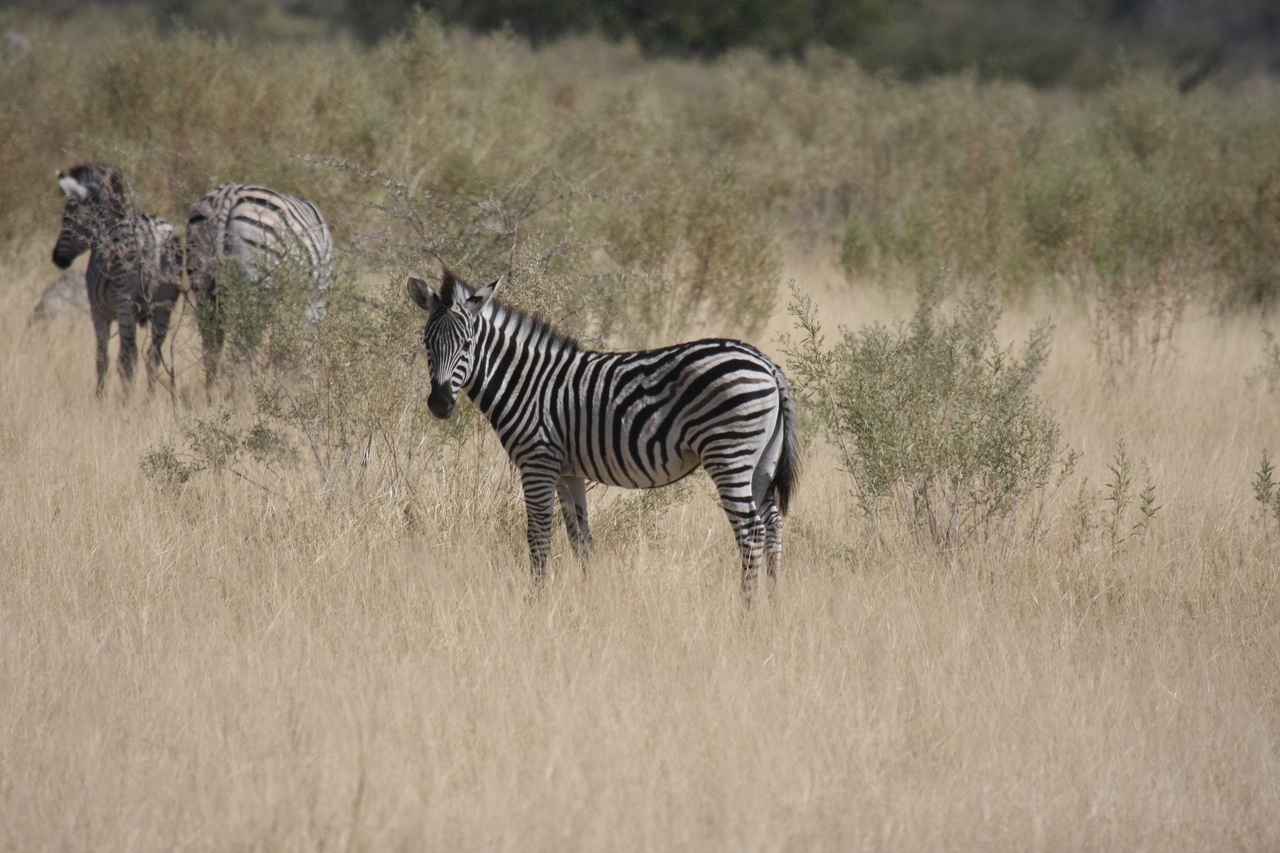 [24473] 2016_06_30_06_06_06_Africa_Canon_EOS_40D_IMG__11718.jpg