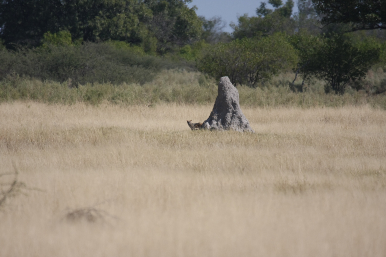 [24512] 2016_06_30_06_22_09_Africa_Canon_EOS_40D_IMG__11720.jpg