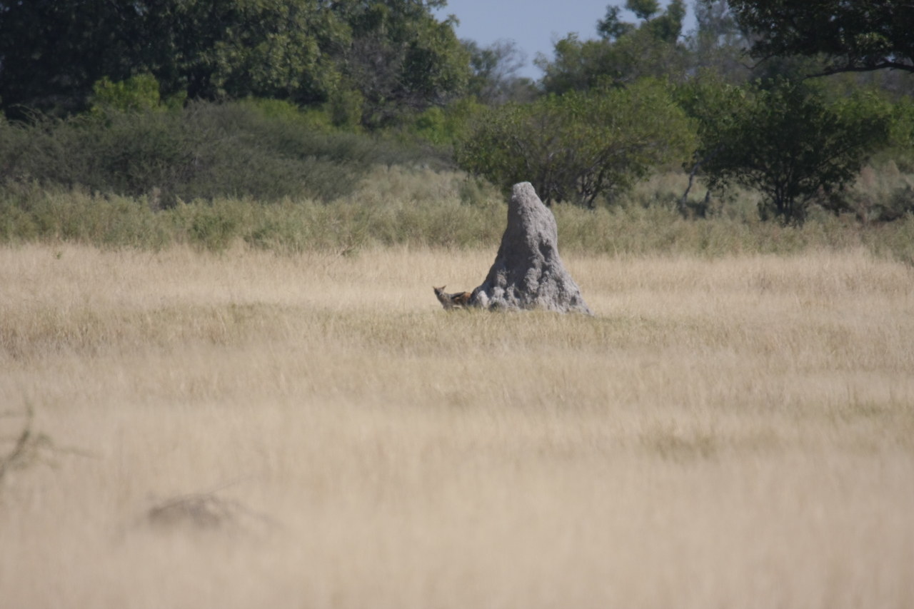 [24514] 2016_06_30_06_22_09_Africa_Canon_EOS_40D_IMG__11722.jpg